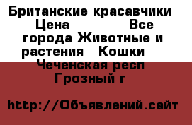 Британские красавчики › Цена ­ 35 000 - Все города Животные и растения » Кошки   . Чеченская респ.,Грозный г.